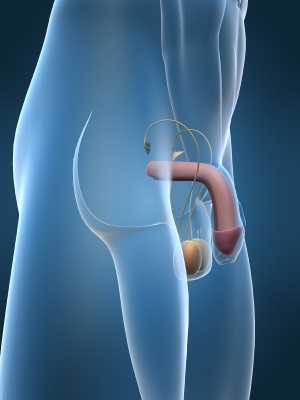 5 trucs pour accélérer l’agrandissement du penis